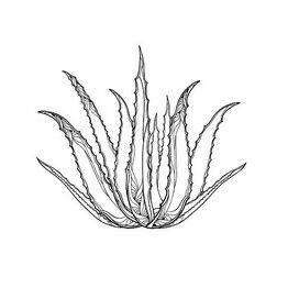 aloe vera cérat immortelle
