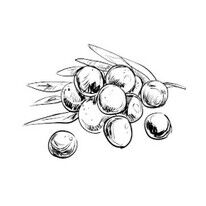 babassu ingredient scentseas très pénétrante, antirides, régénérante, adoucissante, assouplissante, protège du soleil, apaise les démangeaisons