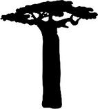 huile de baobab cosmetique scentseas anti-rides des peaux matures, sèches, agressées, répare, détoxifie, élasticité, adoucit, cicatrise, soulage les affections cutanées, redynamise, protège des agressions extérieures, régénère, fluide, non grasse, raffermit.