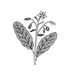 bourrache ingredient scentseas anti-âge intense, régénérante, cicatrisante,réparatrice, assouplissante, tonifiante; anti-inflammatoire, anti rougeurs. prépare la peau au soleil; vitalité et brillance pour cheveux ternes, cassants et fourchus