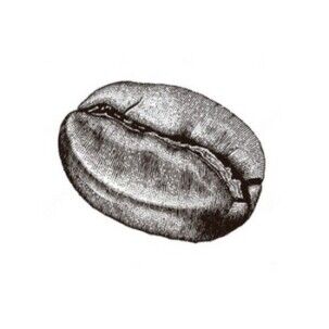 beurre de café puissant stimulant, revitalise, raffermit agit sur la cellulite et la peau d'orange, réactive la microcirculation sanguine; très concentrée en acide chlorogénique, agit sur les cernes et décongestionne