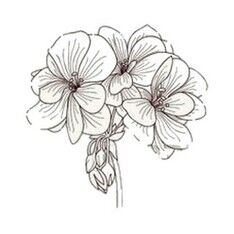 huile essentielle de geranium madagascar scentseas cicatrisante, anti-bactérienne, acné, astringente, anti fongique, tonique