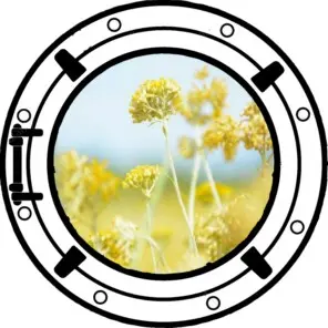 immortelle corse