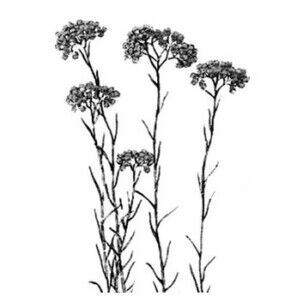 huile essentielle d'immortelle corse scentseas anti-hématome et anticoagulante très puissante, aide à la circulation sanguine (couperose), raffermit les tissus et facilite la cicatrisation.