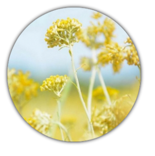 fleurs scentseas