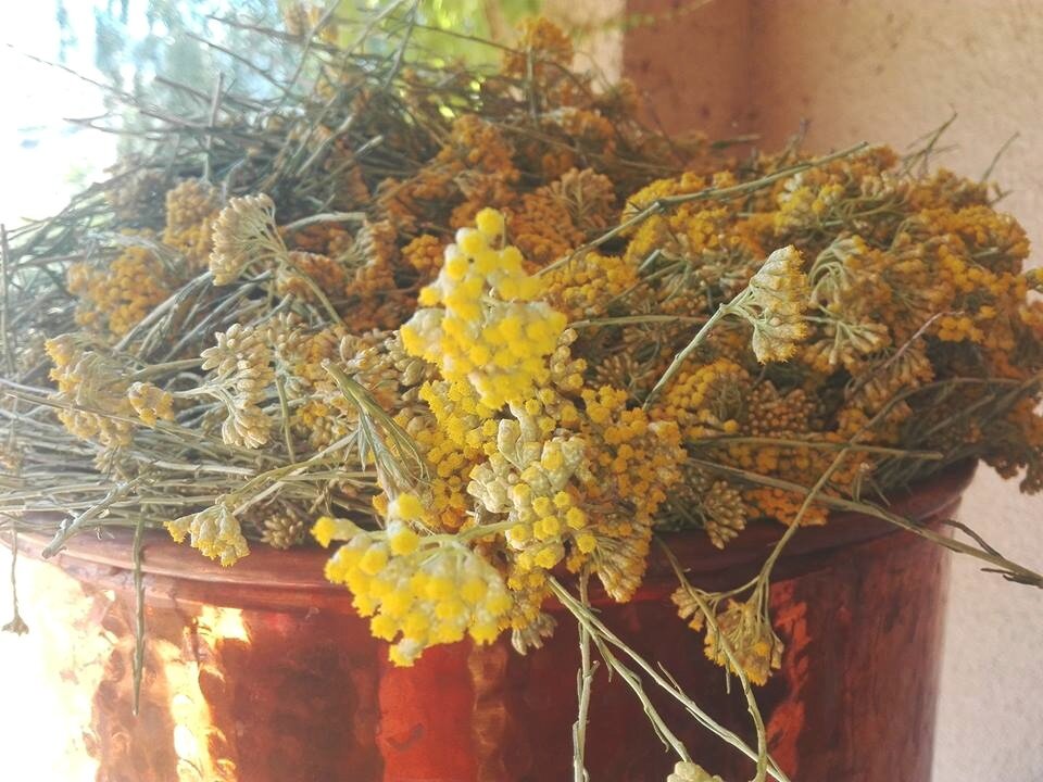 fleurs d'immortelle corse en distillation distillation helichryse corse