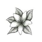 fleur de jasmin cosmetique scentseas traite et réduit les tâches de vieillesse, uniformise le teint des peaux sèches, rougeurs, assouplit, n’obstrue pas les pores, acné, raffermit, hydrate, cicatrise, assouplit, apaise, tonifie
