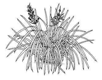 huile de lin scentseas apaise, atténue les défauts, acné, cicatrices, tâches brunes, uniformise, lisse, couperose
