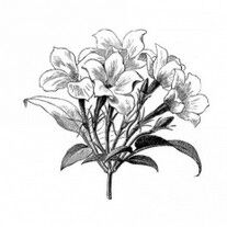 monoi tahiti scentseas nourrissante, hydratante, purifiante, calmante, assainissante, lissante, protectrice peau et cheveux avant et après soleil (aucun filtre solaire)