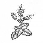 huile essentielle de patchouli ingredient scentseas décongestionne, cicatrise, régénère, peau mature, anti-rides, anti infectieux, dermatoses allergiques, acné, tonifie, draine, oedèmes, peau grasse et sèche, anti inflammatoire