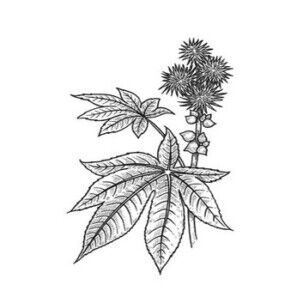 huile de ricin scentseas émolliente, cicatrisante, tonfiante,favorise la production de collagène et d’élastine, antiride, assouplissante, action liftante et repulpante, estompe les taches sur la peau, purifiante, anti infectieuse, antifongique, anti-acné,peaux sensibles, irritées, abimées, favorise la microcirculation du cuir chevelu, stimule la pousse et ralentit la chute, idéale pour les soins des cheveux fourchus, antipelliculaire.