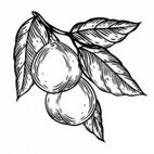 huile de tamanu tahiti cosmetique scentseas anti inflammatoire, cicatrise, soulage les démangeaisons, acné, anti bactérienne, régénère, nourrit, adoucit protège, microcirculatoire (chauffante), poches et cernes, couperose, eczéma, psoriasis, peau sèche, abîmée, mature