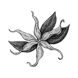 he ylang ylang mayotte scentseas tonique, régénérateur cellulaire, antiseptique, séborégulatrice, aphrodisiaque, anti-inflammatoire, antiparasitaire, anti-infectieuse, préserve la couleur, redonne brillance et vitalité des cheveux traités